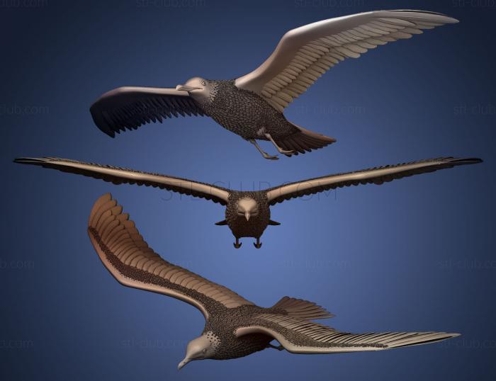 3D model Seagull (STL)